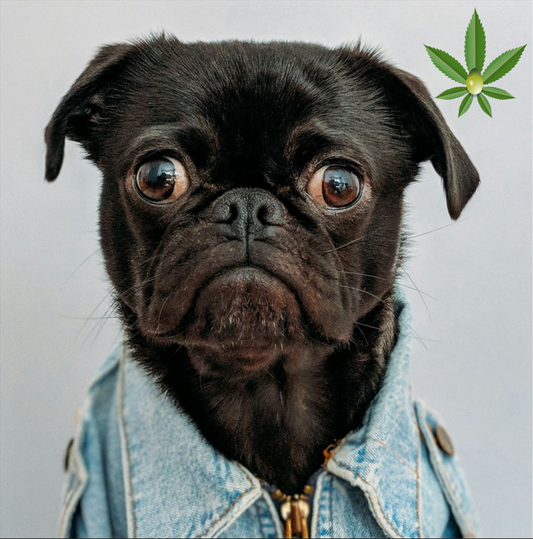CBD for Pet Nutrition and Wellness – Comprehensive Guide at 24Supplements.