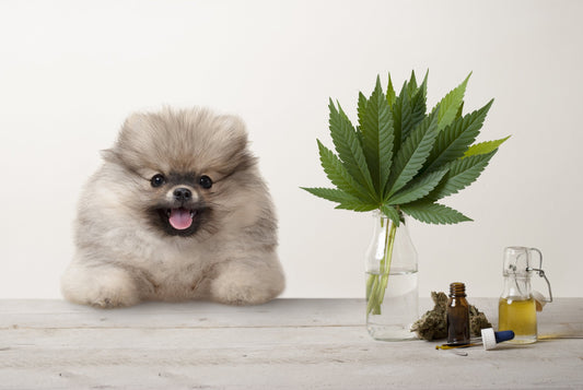 CBD for pets – Benefits, usage, and safety at 24Supplements.