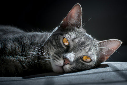 CBD for Cats – Important information for pet owners at 24Supplements.