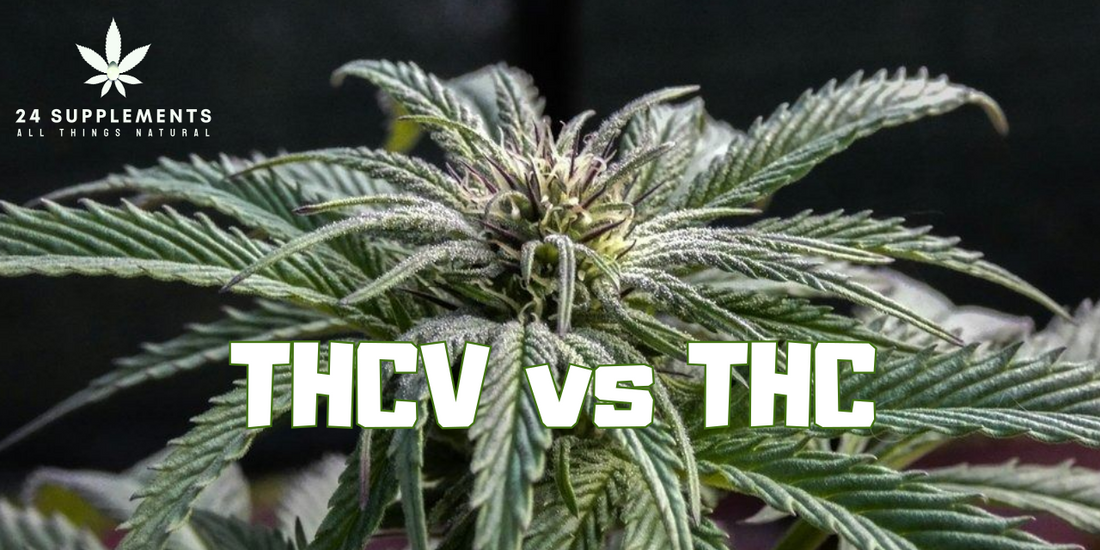 Exploring the Benefits of THCV – The Cannabinoid for Energy, Focus, and Appetite