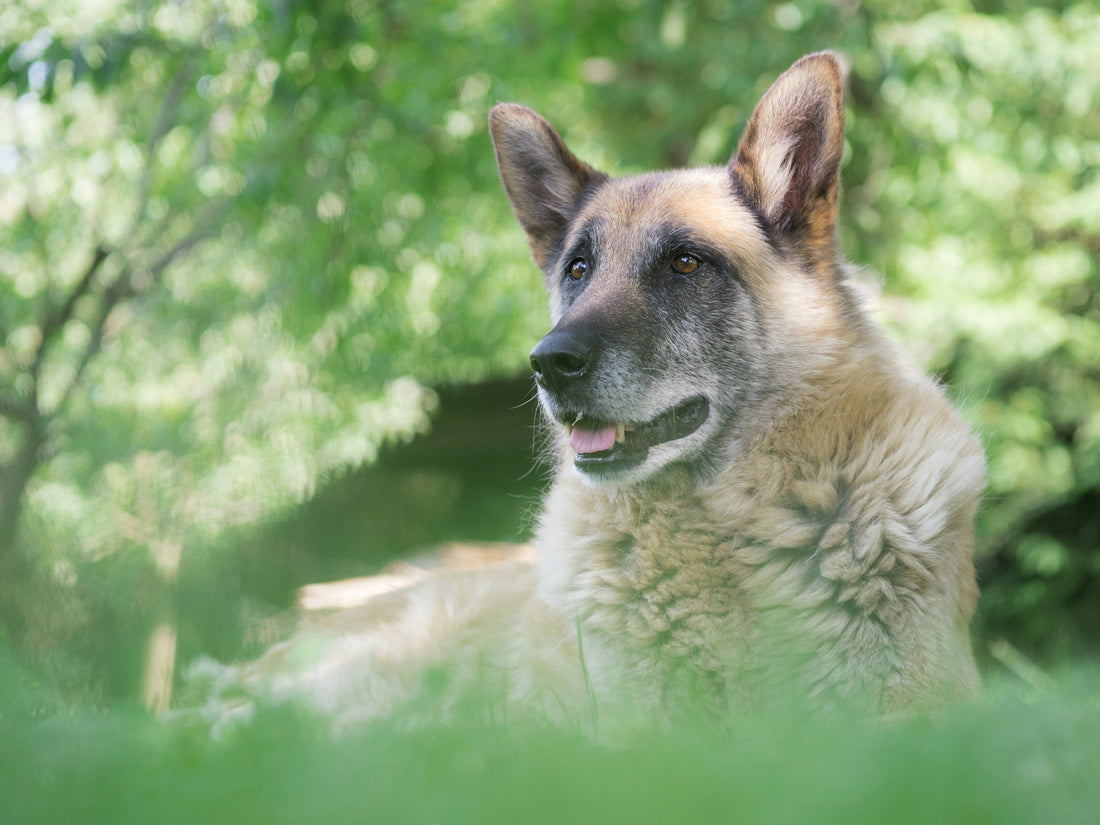 CBD for Senior Pets – Therapeutic potential of CBD for aging pets at 24Supplements.