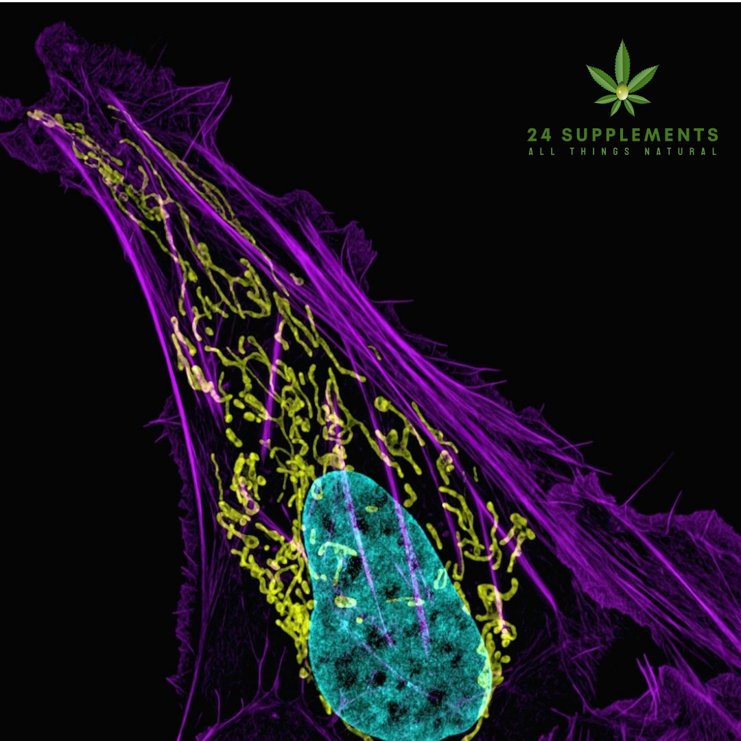 Therapeutic Potential of Cannabis in Cancer Treatment – Research and benefits at 24Supplements.