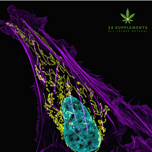 Therapeutic Potential of Cannabis in Cancer Treatment – Research and benefits at 24Supplements.