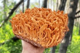 Cordyceps Mushroom – Endurance, Immunity & Vitality Support