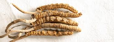 Cordyceps Mushroom – Endurance, Immunity & Vitality Support