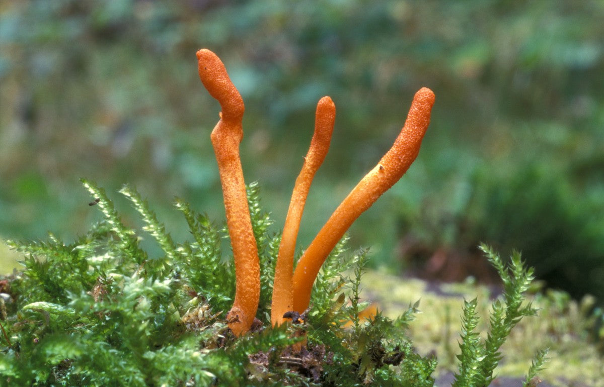 Cordyceps Mushroom – Endurance, Immunity & Vitality Support