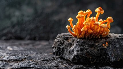 Cordyceps Mushroom – Endurance, Immunity & Vitality Support