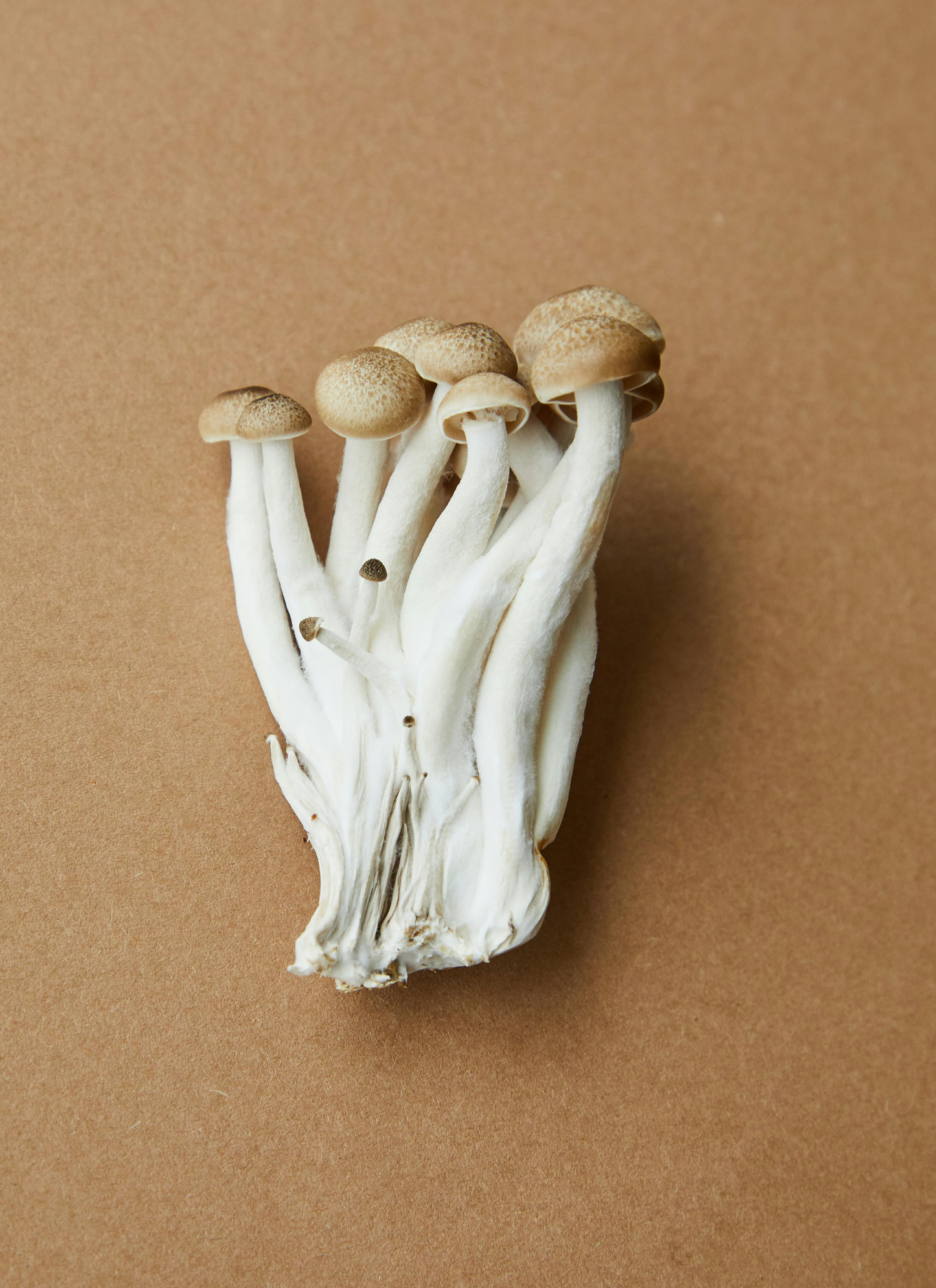 Cordyceps Mushroom – Endurance, Immunity & Vitality Support