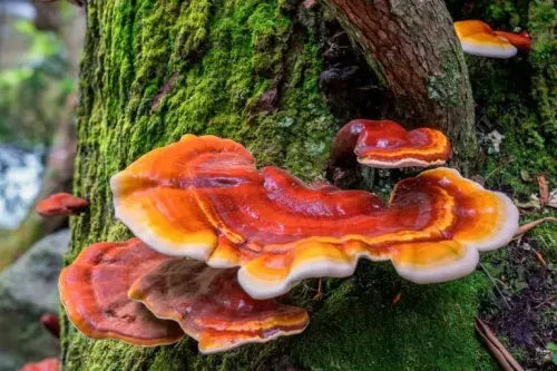 Fermented Mushroom Blend – Immune & Digestive Support