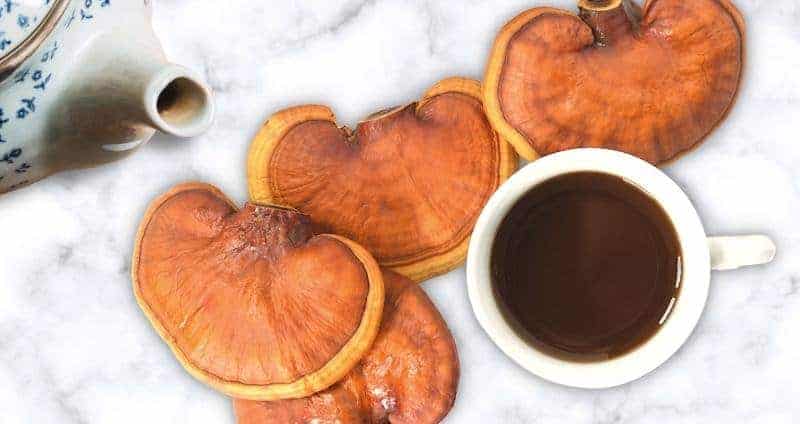 Reishi Mushroom – Immunity, Stress & Longevity Support