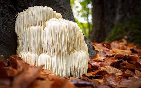 Fermented Mushroom Blend – Immune & Digestive Support