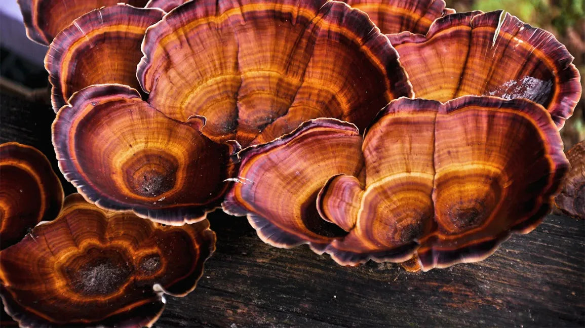 Reishi Mushroom – Immunity, Stress & Longevity Support