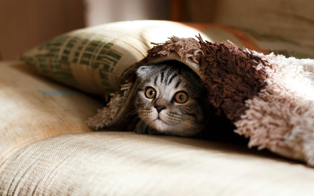 CBD Oil for Pets – Benefits, safety, and usage guide at 24Supplements.