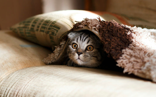 CBD Oil for Pets – Benefits, safety, and usage guide at 24Supplements.