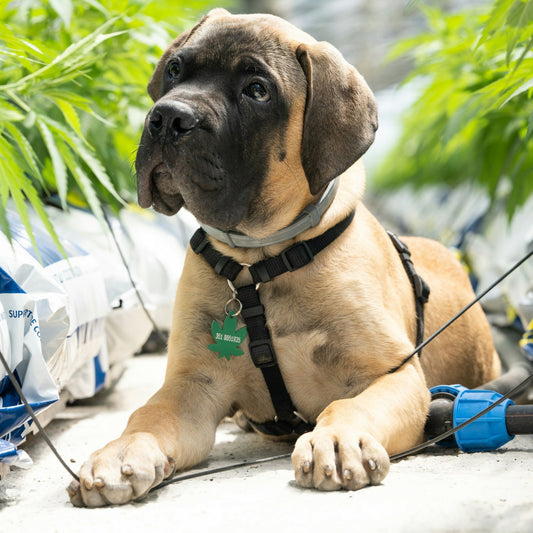 Cannabis for dogs – Benefits, risks, and safety explained at 24Supplements.