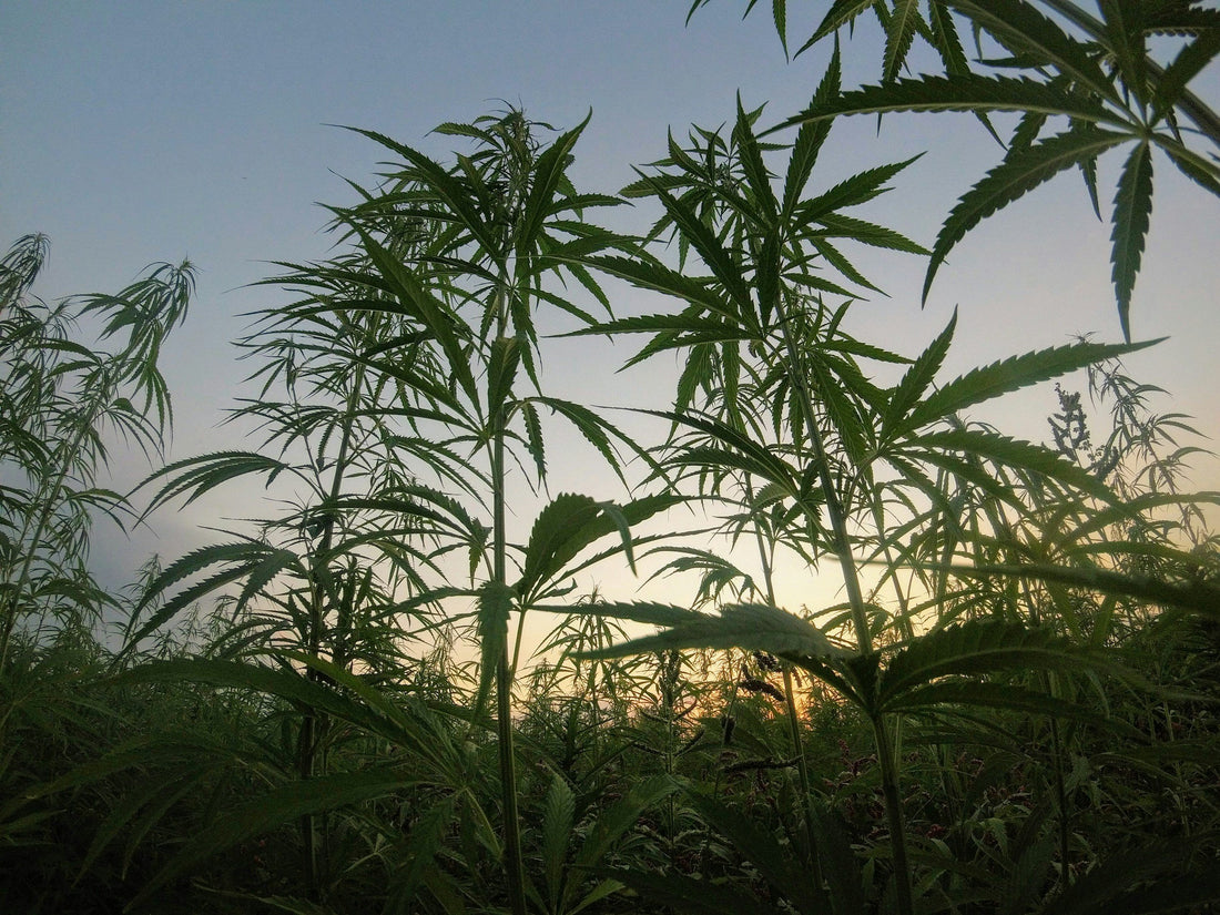 Current Cannabis Research and Health Benefits in Europe – Learn more at 24Supplements.
