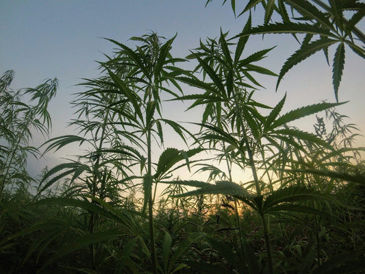 Current Cannabis Research and Health Benefits in Europe – Learn more at 24Supplements.