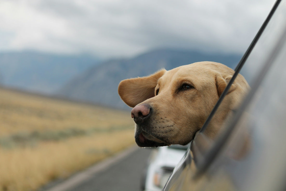 The Science Behind CBD and Dogs – Learn more at 24Supplements.