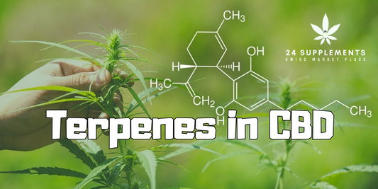 The Role of Terpenes in CBD Products: How They Enhance Your Wellness I 24Supplements