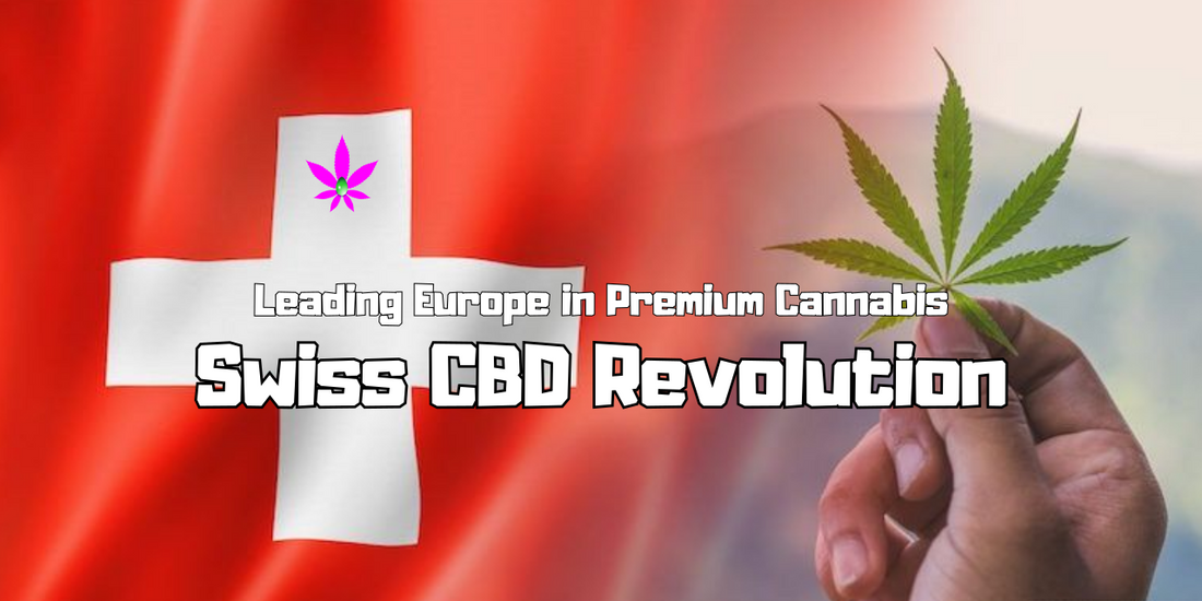 Swiss CBD Revolution: Leading Europe in Premium Cannabis