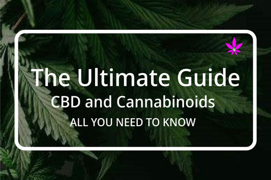 The Ultimate CBD & Cannabis Guide - All you need to know I 24Supplements