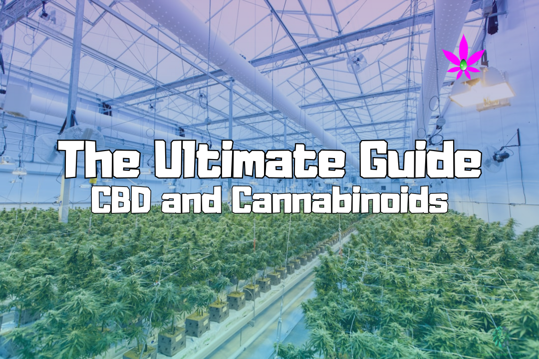 A high-end indoor cannabis cultivation facility with advanced equipment, showcasing premium-quality CBD and hemp plants under controlled conditions.