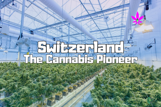 A high-end indoor cannabis cultivation facility in Switzerland, featuring advanced climate control and lighting systems, growing premium hemp plants for CBD production with 24Supplements.