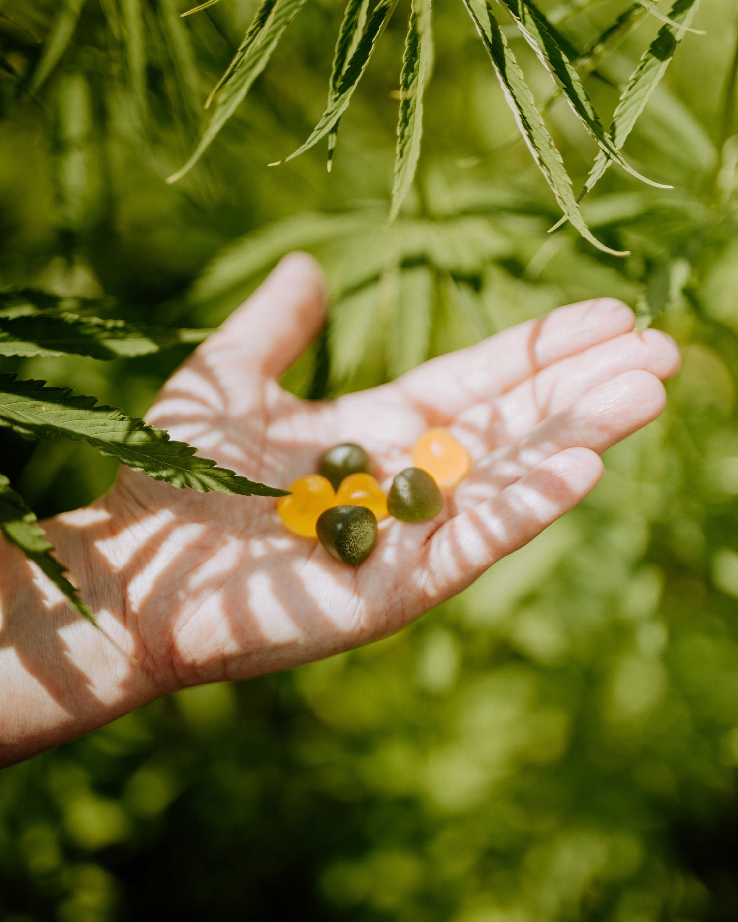 Tasty CBD gummies from Swiss and EU brands - full-spectrum and broad-spectrum options for easy CBD consumption I 24Supplements