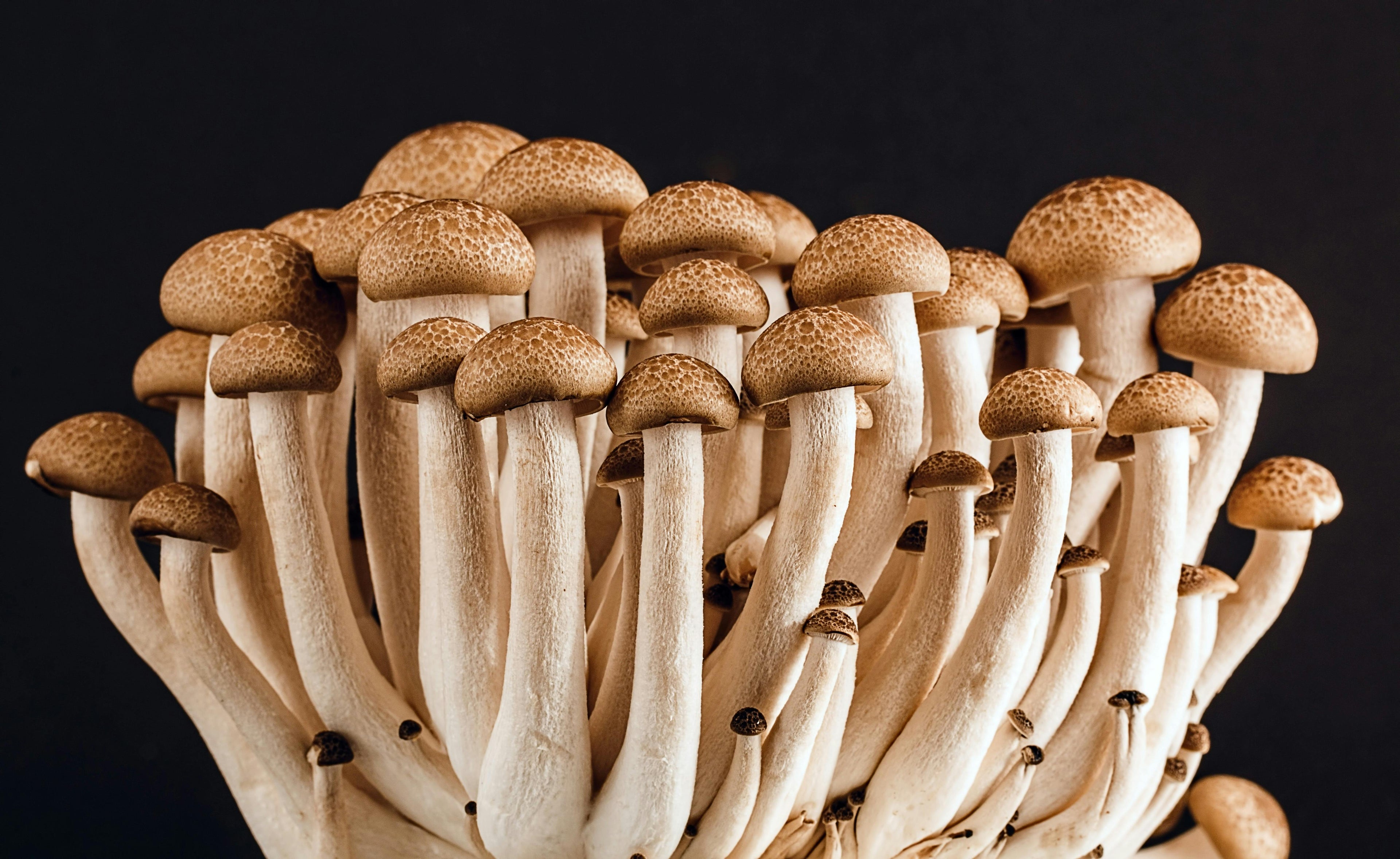 Adaptagenic Mushrooms I 24Supplements