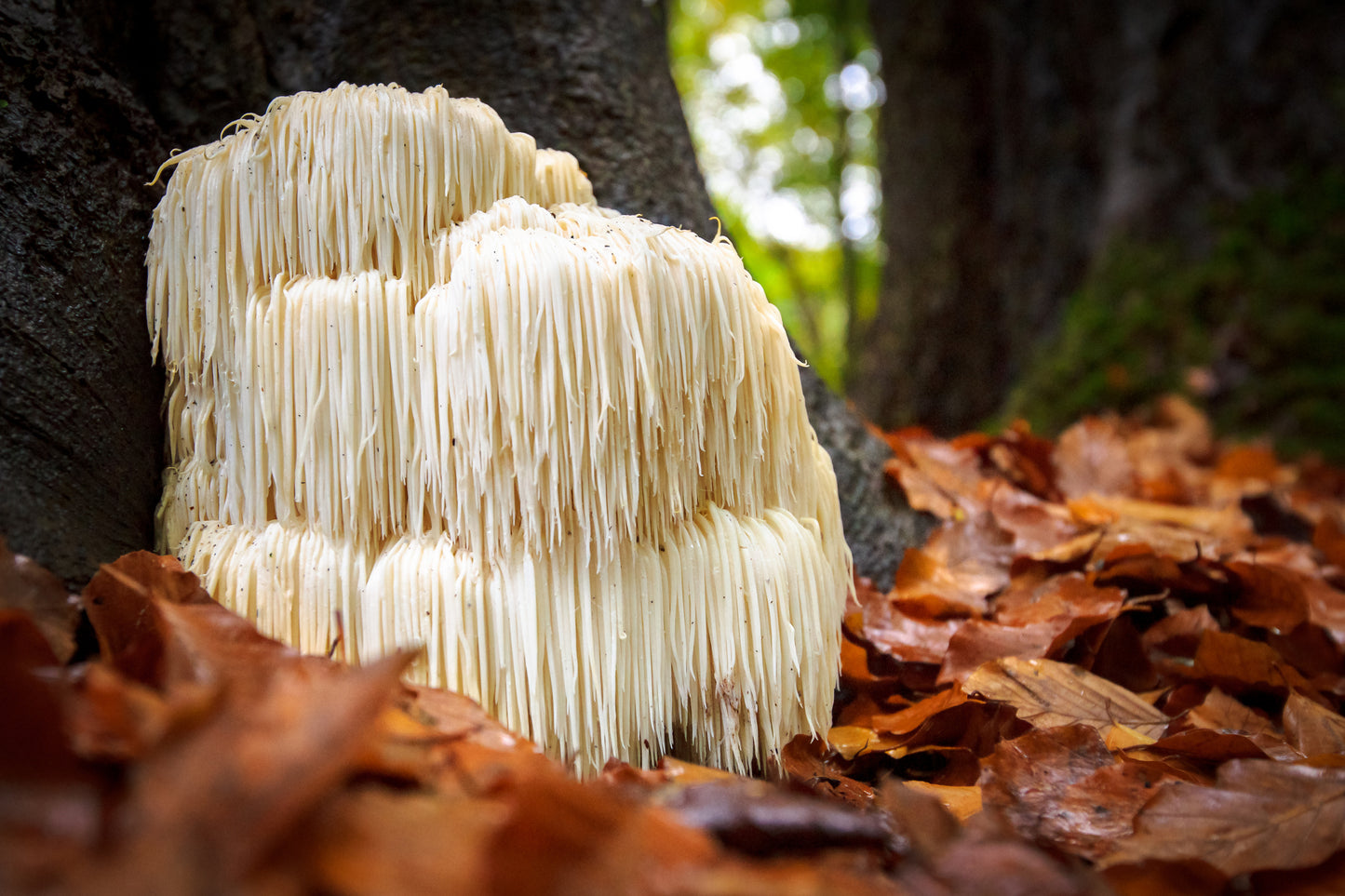 Mushroom Coffee Fusion: Lion’s Mane & Chaga, 16oz – Boost Energy & Focus